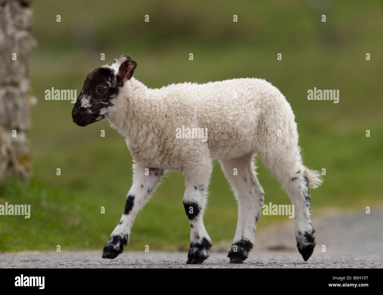Frühling Lamm Yorkshire Dales Stockfoto