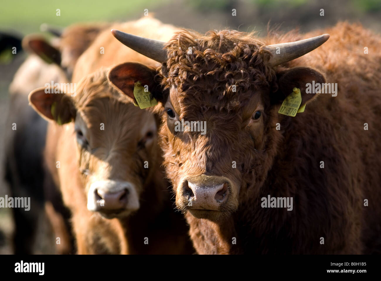Freistaetter Rinde Bio Rinder, auf einer Farm in Freistatt, Niedersachsen, Deutschland. Stockfoto