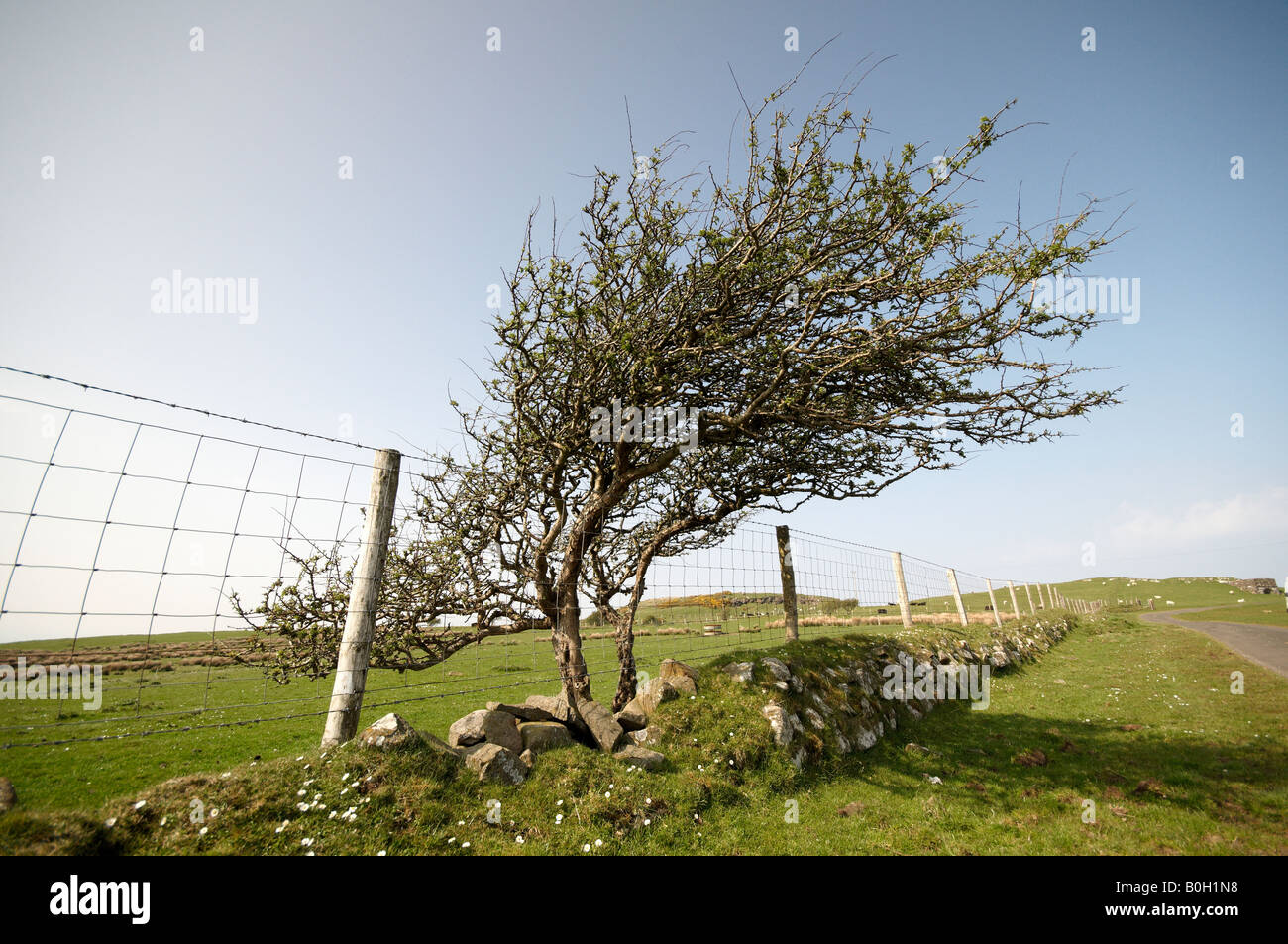 Wind fegte Baum auf der Küste von North Antrim Stockfoto