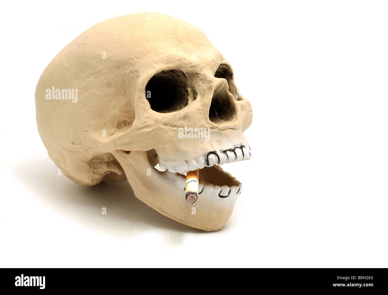 Kautschuk-Totenkopf mit Zigarette Stub um die Gefahren des Rauchens zu veranschaulichen Stockfoto