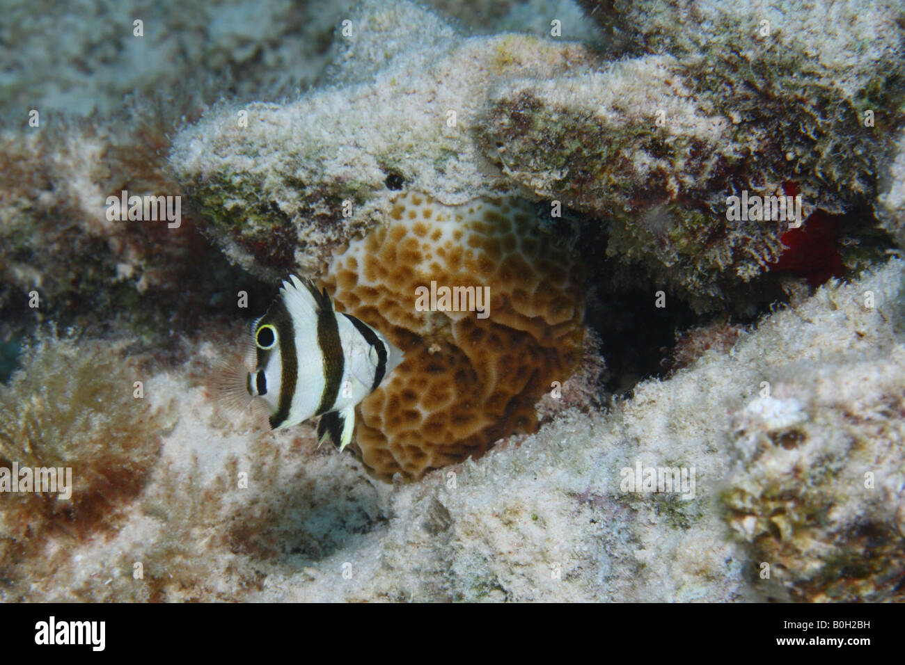 Juvenile Foureye Falterfische Stockfoto