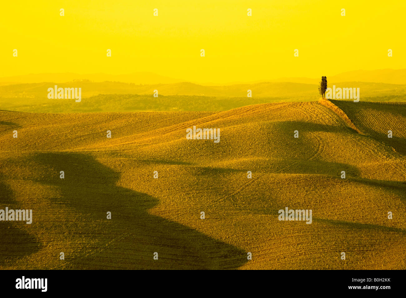 einsame Zypresse im typischen toskanischen Hügellandschaft Stockfoto