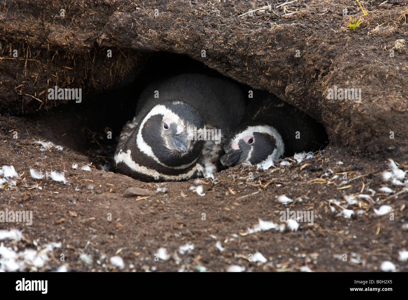 Magellan-Pinguine - Spheniscus Magellanicus - am Eingang zu buddeln dort auf Pebble Island auf den Falkland-Inseln Stockfoto
