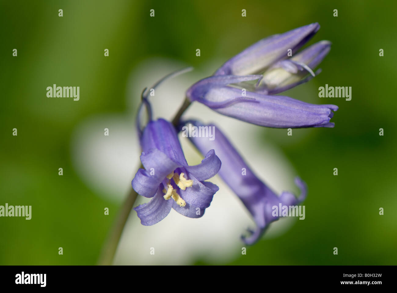 Nahaufnahme von einem britischen wild Bluebell Stockfoto