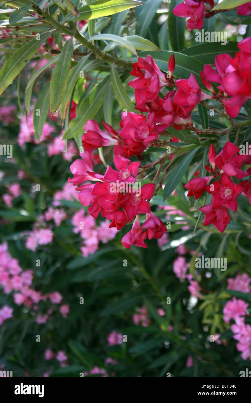 Rote Blüten, Zypern Stockfoto