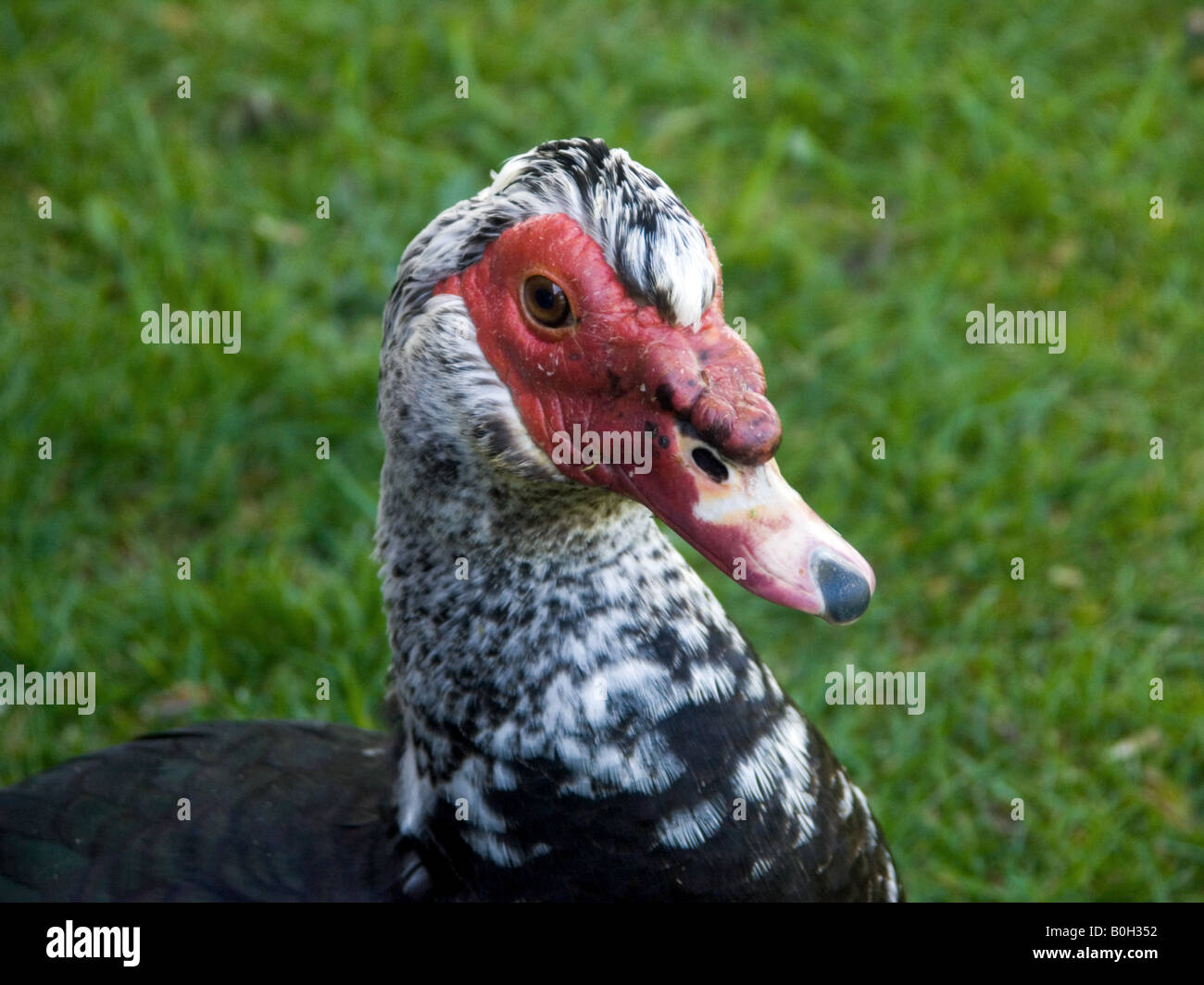 Das rote Gesicht einer schwarz-weiß Barbarie-Ente, Cairina Moschata ...