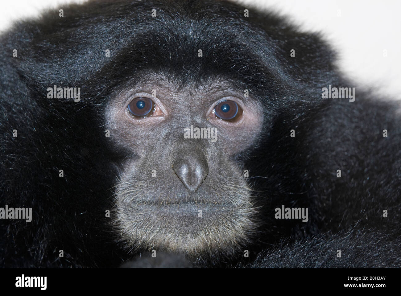 Siamang Symphalangus syndactylus Stockfoto