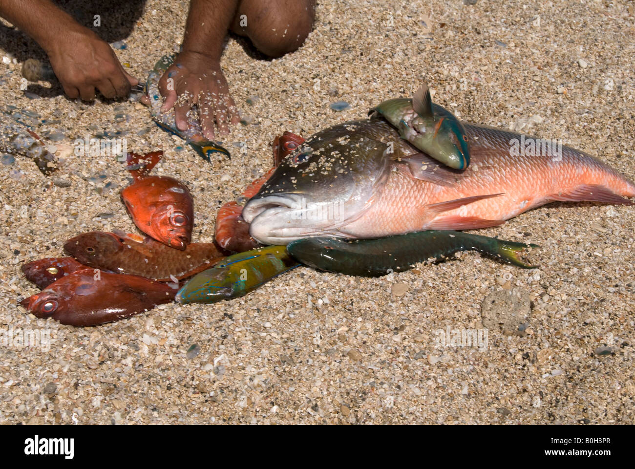 Kubanische Fischer Skalierung Fisch Stockfoto