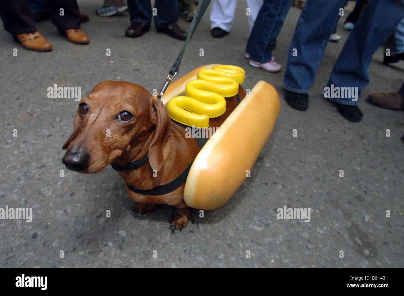 Dog Hot Dog Costume Stockfotos und -bilder Kaufen - Alamy
