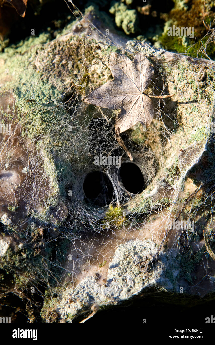 Ein Spinnennetz Tunnel in einer alten Moos bedeckte Lehm Ziegel und Flintstone Mauer in Medmenham, Buckinghamshire, England Stockfoto