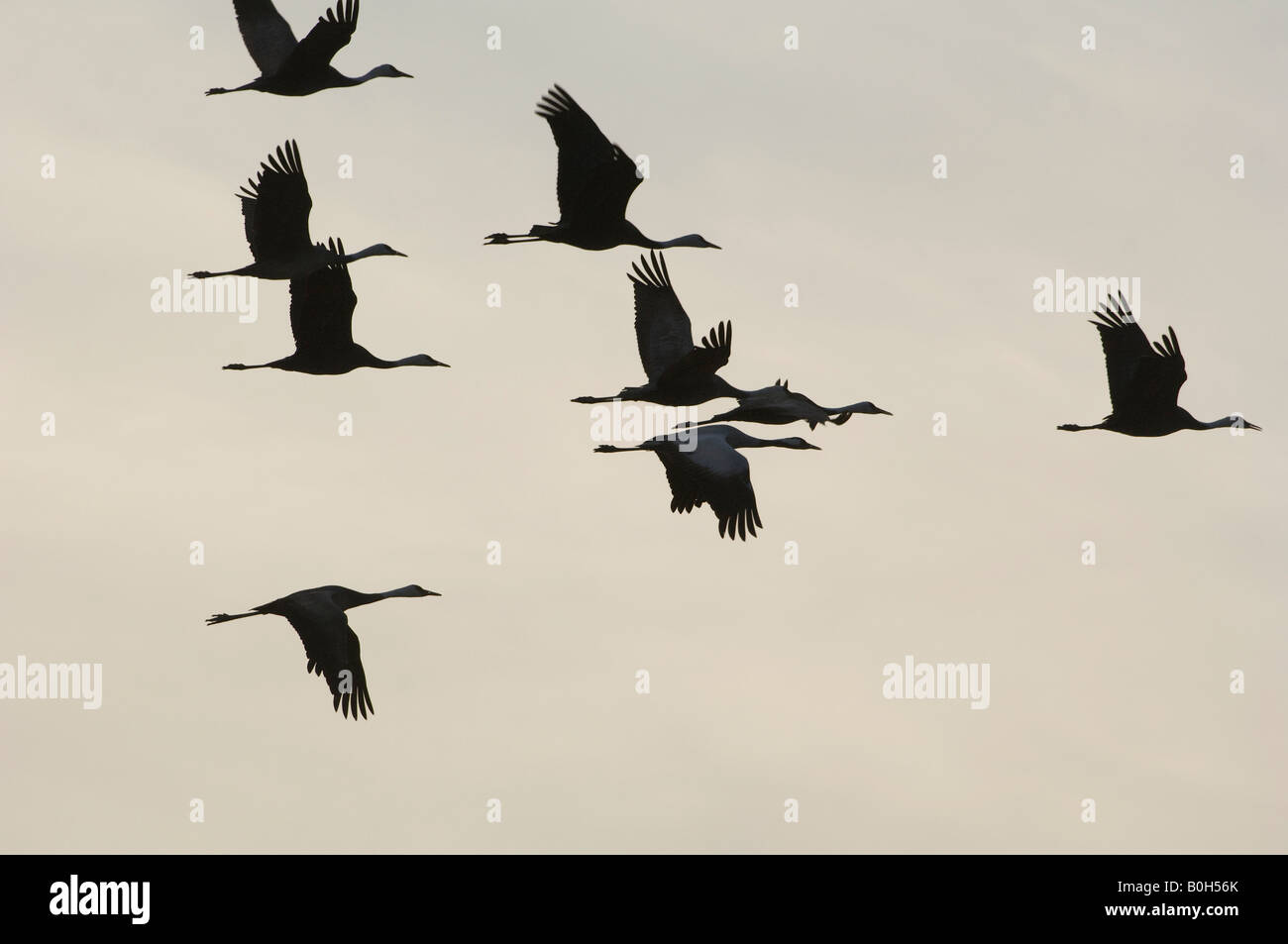 Silhouette mit Kapuze Kraniche Grus Monacha im Flug Stockfoto