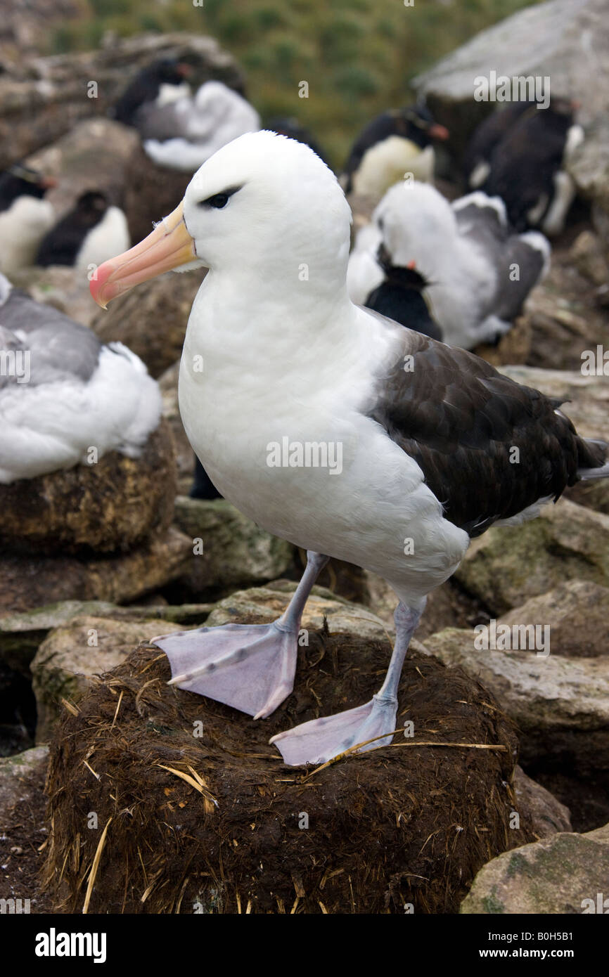 Erwachsene schwarz Browed Albatross - Thalassarche Melanophrys - Westpoint Insel auf den Falkland-Inseln Stockfoto