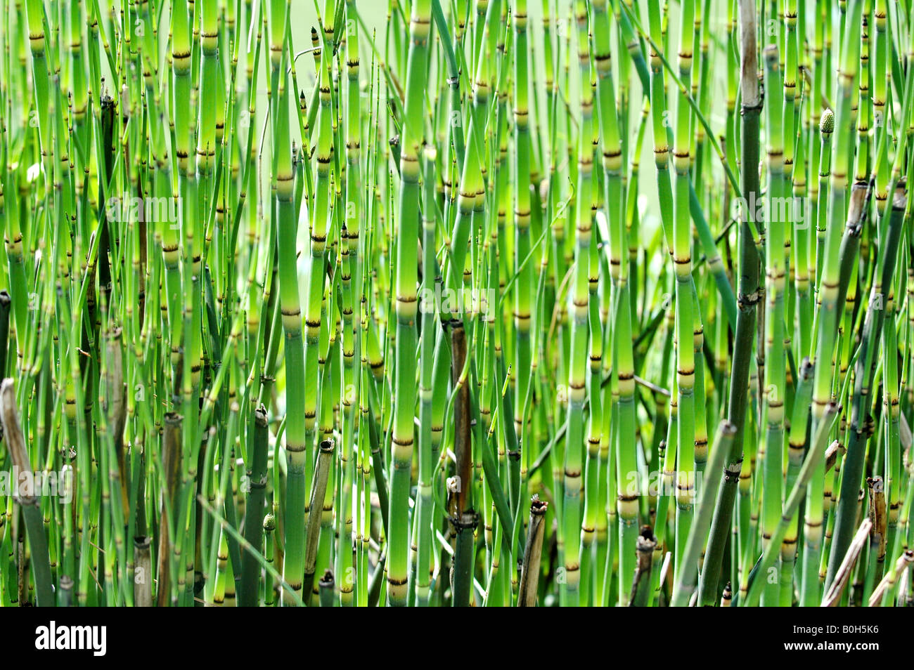 Grüner Bambus-Hintergrund Stockfoto