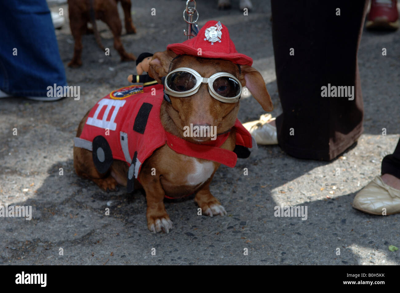 Dackel, begleitet von ihren Besitzern sammeln im Washington Square Park in Greenwich Village in New York Stockfoto