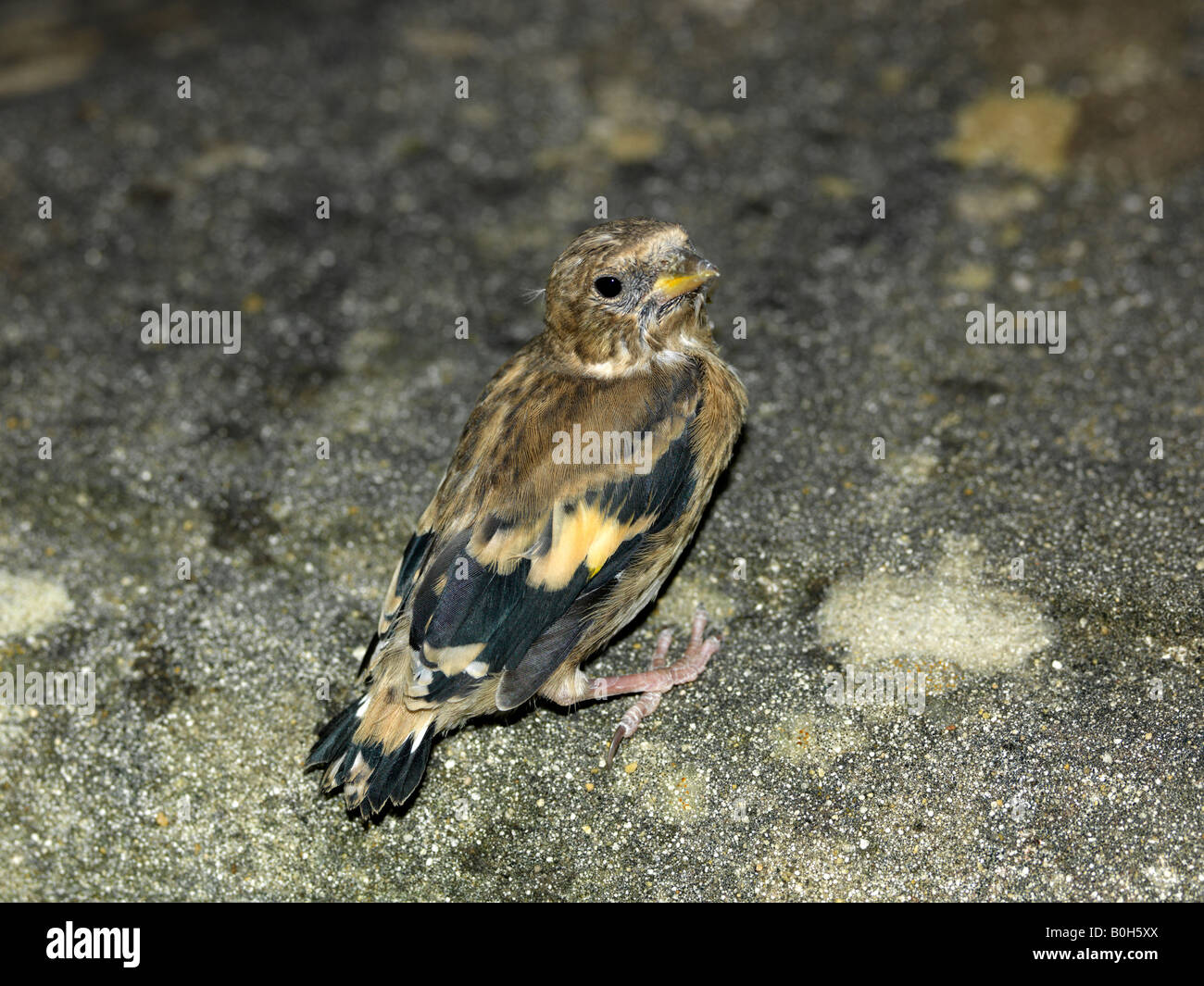 Junge Vögel im Garten Surrey England Stockfoto