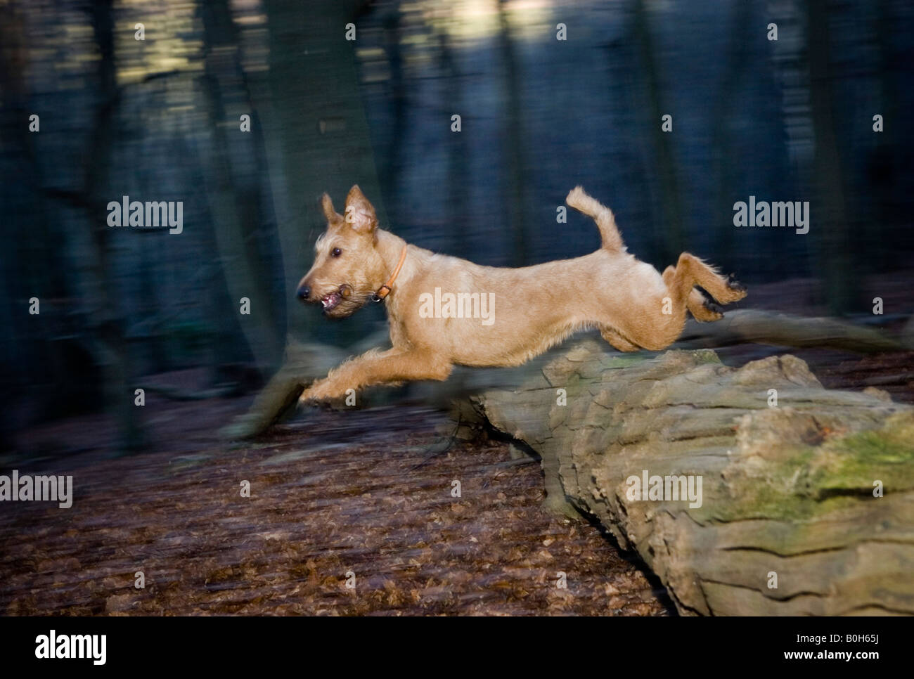 Ein Irish Terrier springt über ein Protokoll in einem Wald in der Nähe von Medmenham in Buckinghamshire, England. Stockfoto