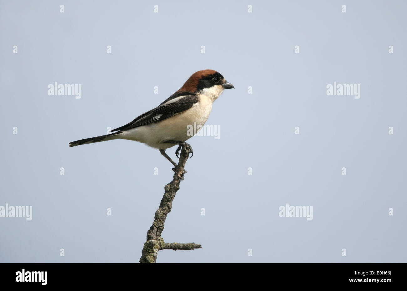 Rotkopfwürger Shrike Lanius Senator Spanien Frühjahr Stockfoto