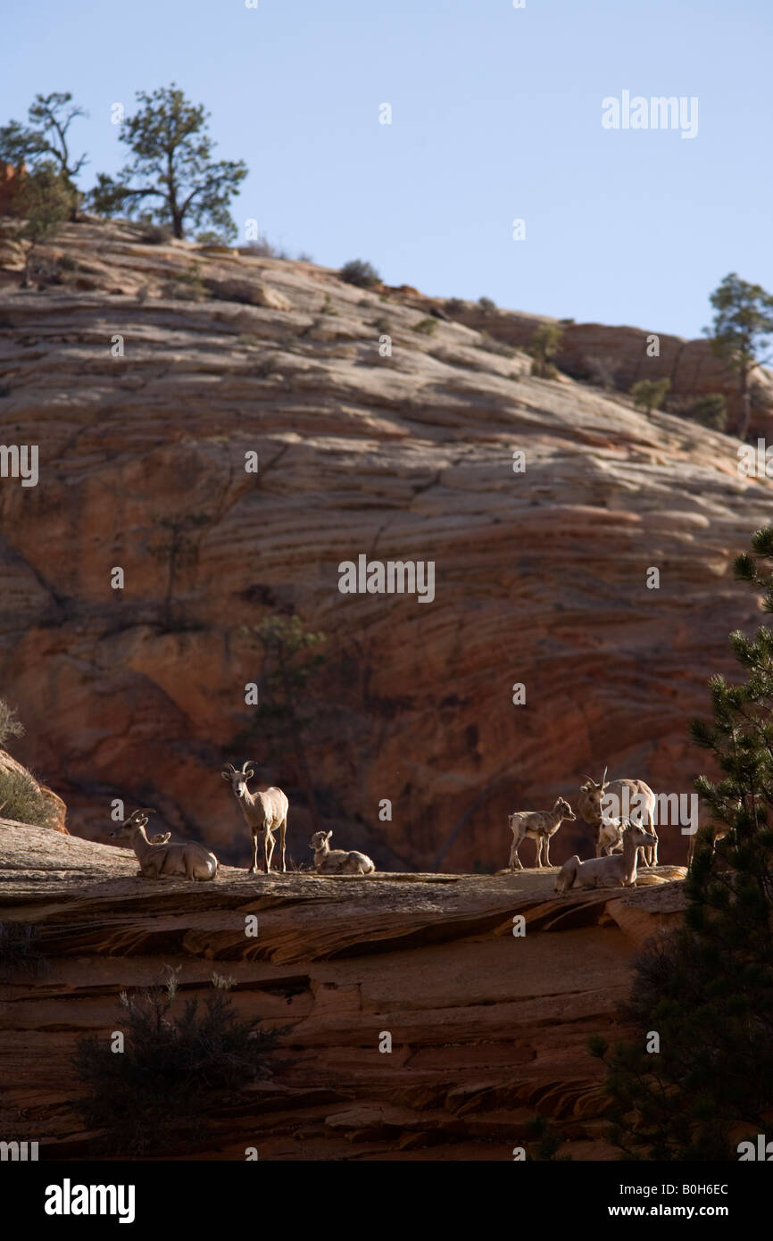 Gruppe von Wüste Dickhornschafe (Ovis Canadensis Nelsoni), Zion Nationalpark, Utah Stockfoto