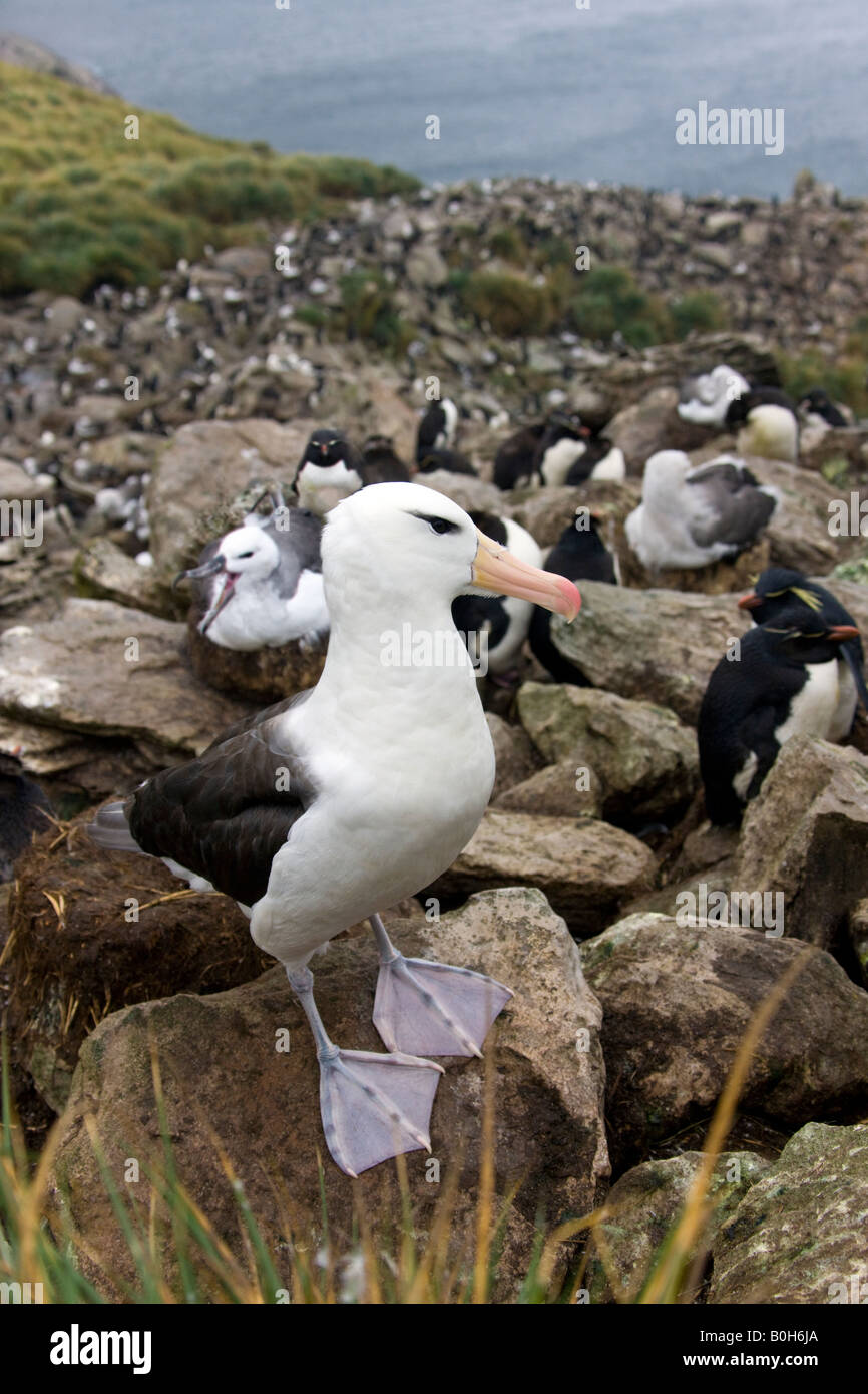 Erwachsene schwarz Browed Albatross - Thalassarche Melanophrys - Westpoint Insel auf den Falkland-Inseln Stockfoto