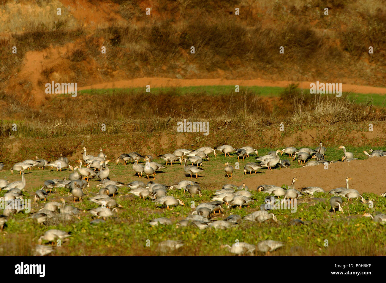 Bar unter der Leitung Gänse Anser Indicus Fütterung auf Rübe Gebiet Yunnan China Stockfoto