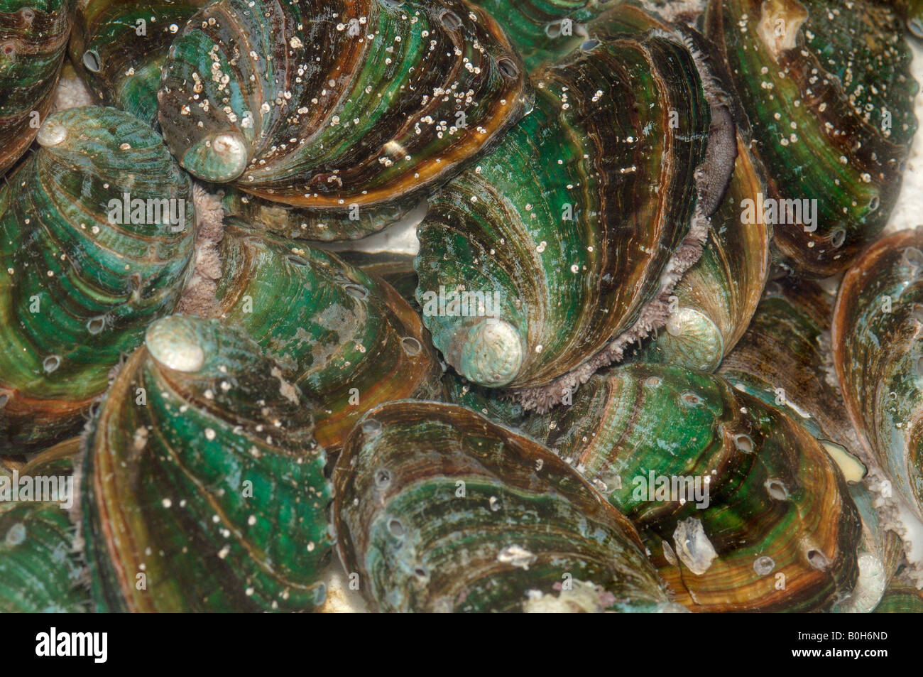Essbare Abalonen Haliotis als Lebensmittel Rongcheng China verkauft und werden gedacht, um das Immunsystem zu stärken Stockfoto