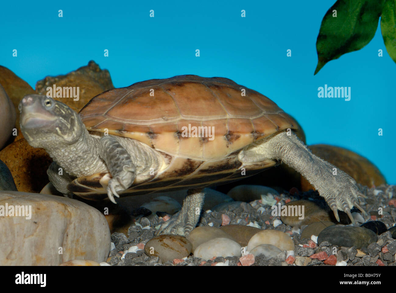 Chinesischen drei gekielt Sumpfschildkröte Chinemys reevesii Stockfoto