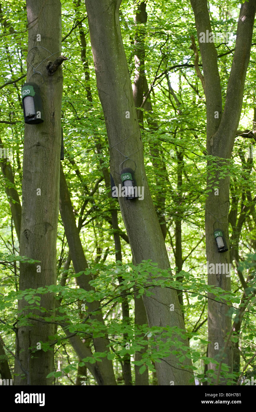Fledermauskästen auf Buche Bäume im Naturschutzgebiet BBOWT Schützenlöchern. Oxfordshire, England Stockfoto