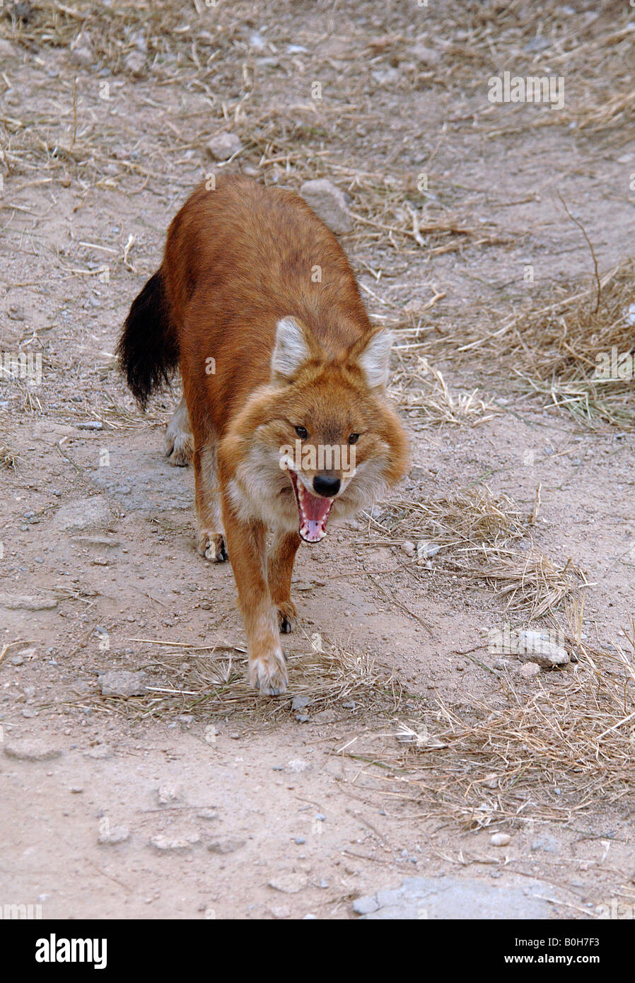 Dhole oder asiatischen Wildhund Cuon Alpinus Leben und jagen in Rudeln und greifen junge Riese Pandas China Stockfoto