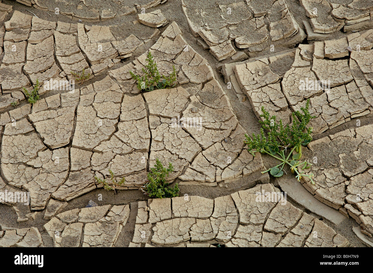 Pflanzen wachsen in rissige Oberfläche der Wüste bei Wind oder Teufel Stadt Xinjiang China Stockfoto