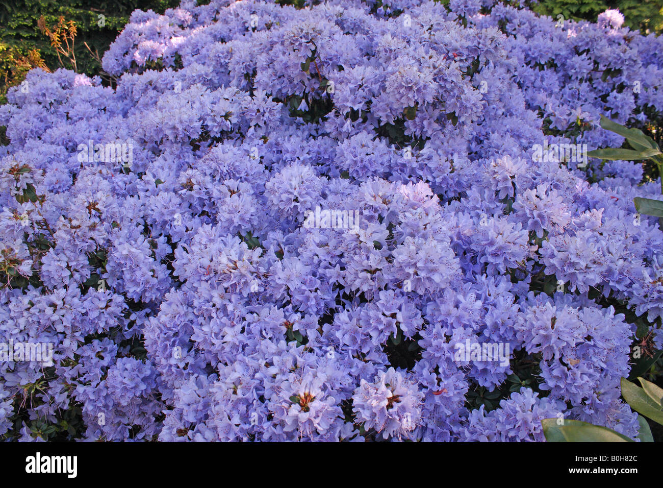 Rhododendron 'Blaumeise' Blte Blumen lila Stockfotografie - Alamy