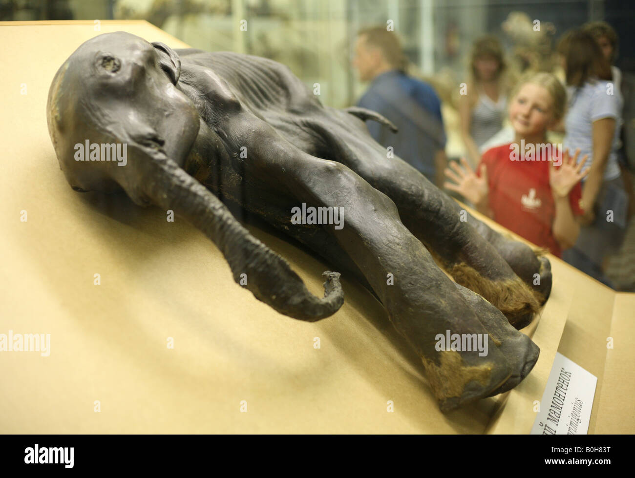 Junge Besucher, die Untersuchung einer Mumie des berühmten Baby Mammut Dima im Zoologischen Museum in Sankt Petersburg, Russland Stockfoto