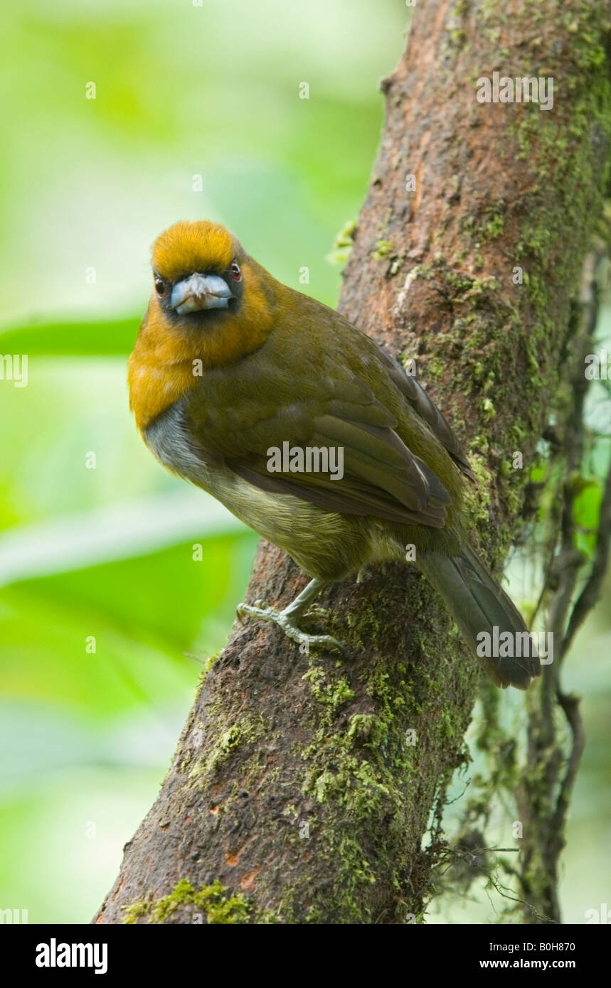 Zinke-billed Barbet (Dicrorhynchus Frantzii) wilde Poas Vulkan, Costa Rica Stockfoto