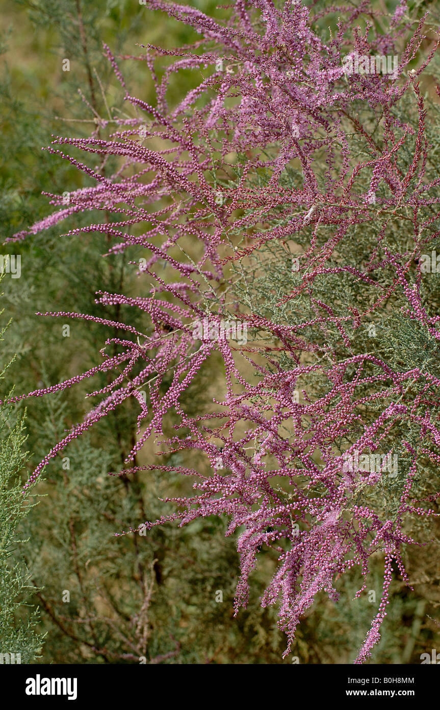 Tamariske Tamarix ist ein Strauch, der hilft, Sand Gansu China zu stabilisieren Stockfoto