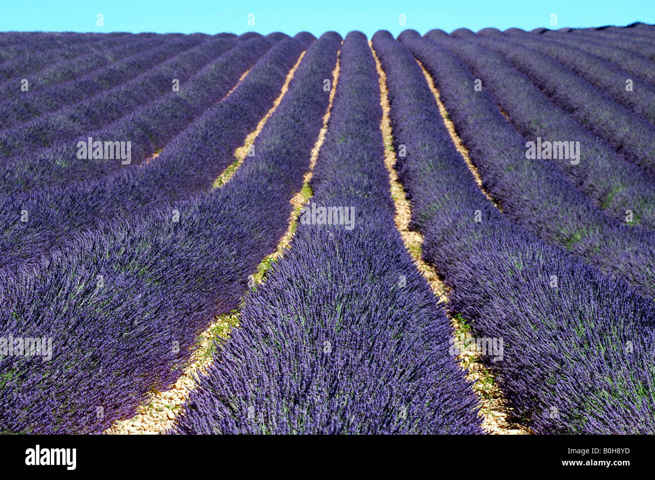 Lavendel (Lavandula Angustifolia) und Plateau de Valensole, Provence, Frankreich Stockfoto
