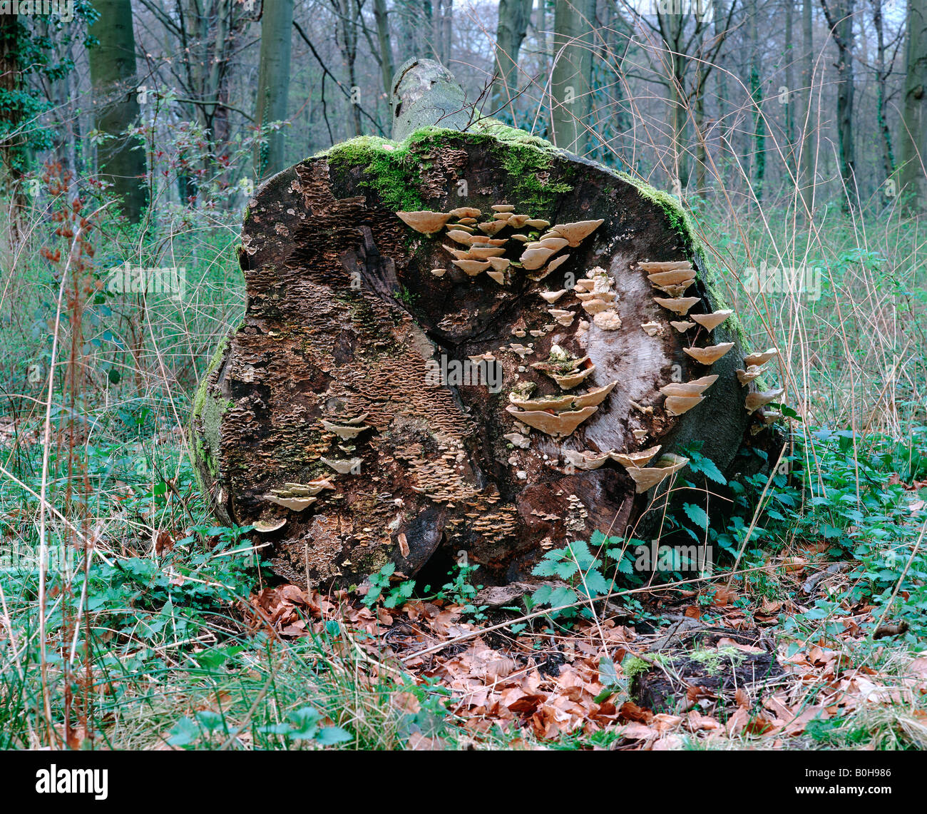 Toten Baumstamm mit Halterung Pilze (gegen) und Moos bedeckt Stockfoto