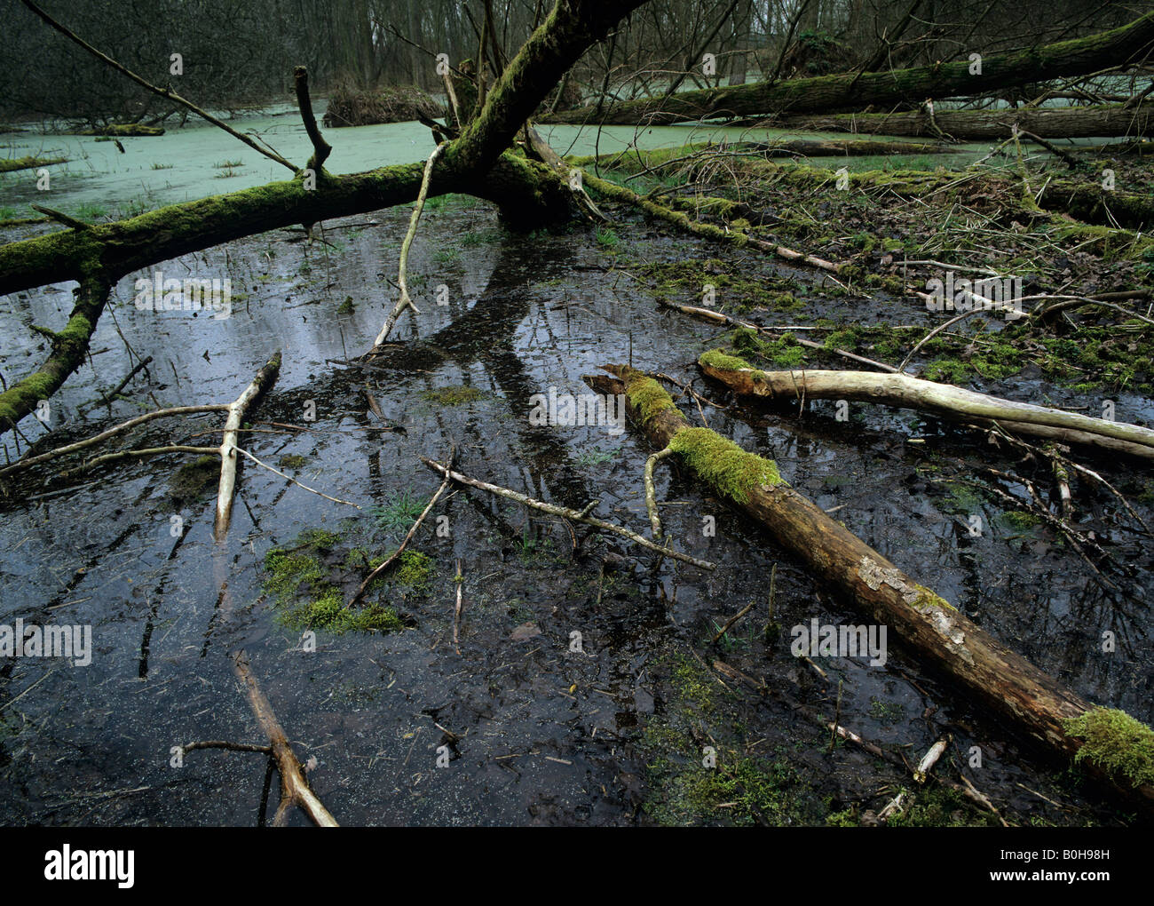 Biotop, Feuchtgebiet, Totholz Stockfoto