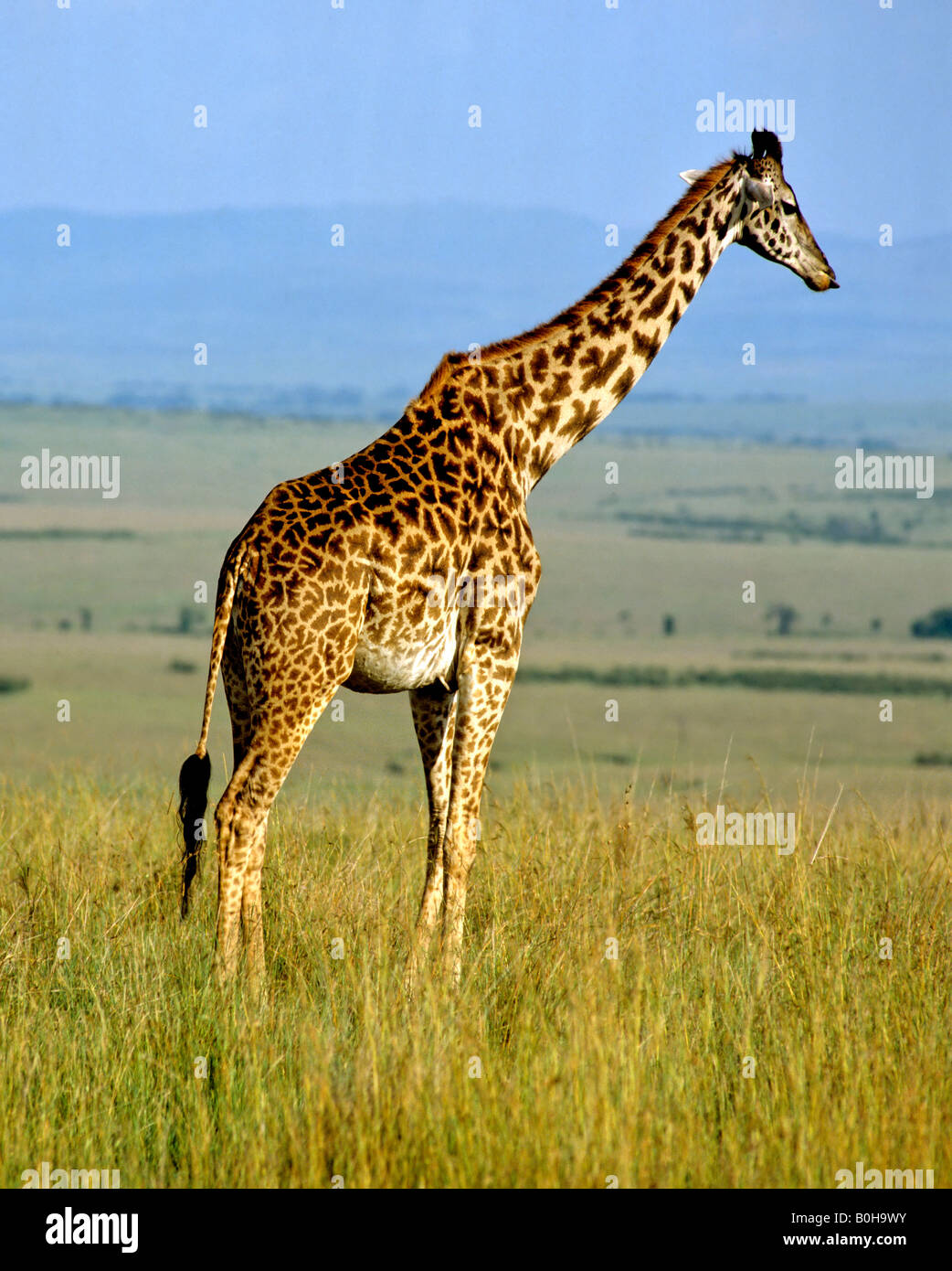 Giraffe (Giraffa Plancius), Naturschutzgebiet Masai Mara, Kenia, Afrika Stockfoto