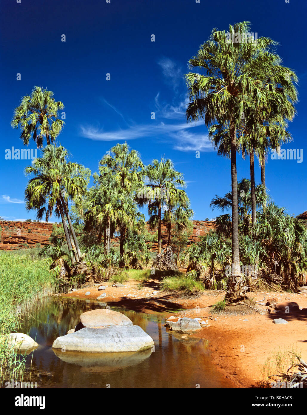 Palm Valley, Alice Springs, Northern Territory, Australien Stockfoto