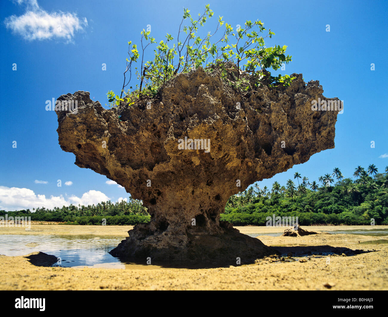 Korallen auf Va´Vau, Tonga, Südpazifik, Ozeanien Stockfoto