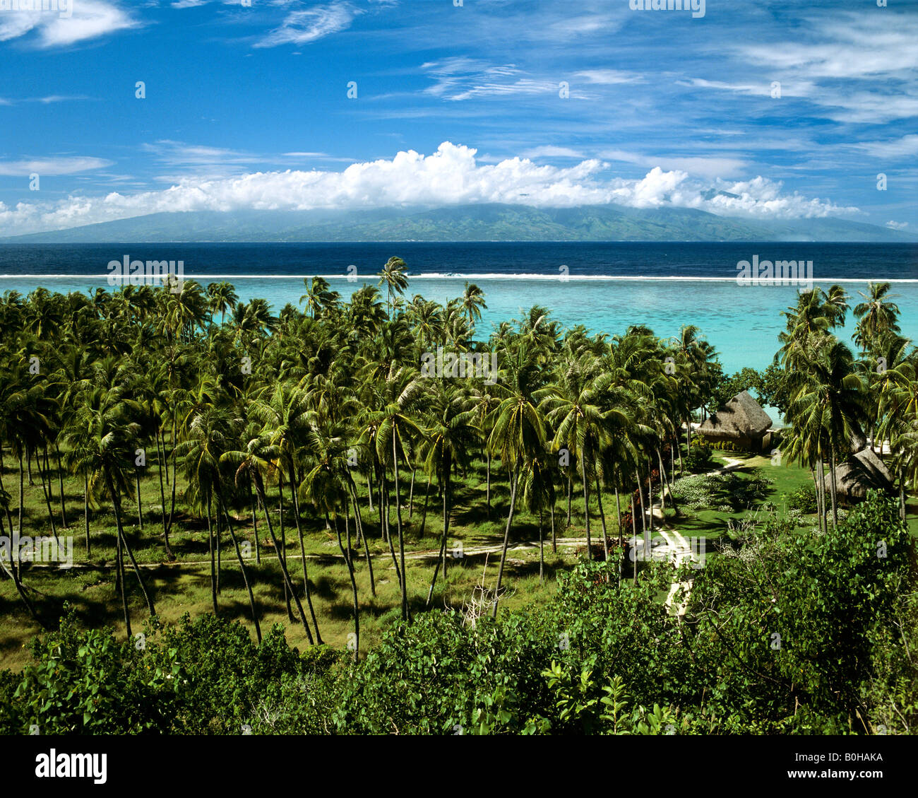 Palmen und das klare blaue Wasser, Moorea, Gesellschaftsinseln, Französisch-Polynesien, Südsee, Ozeanien Stockfoto