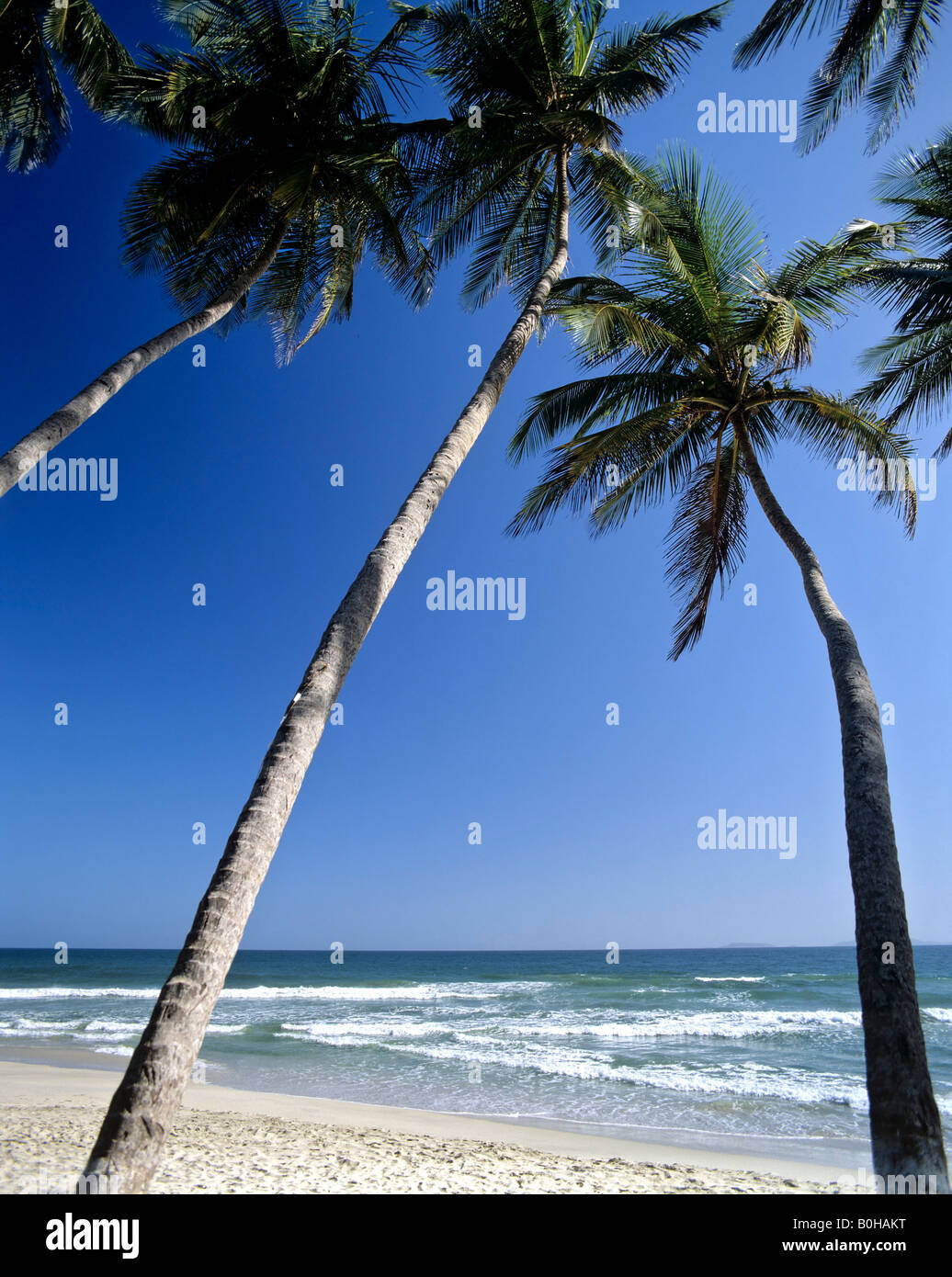 Palmen am Strand, Moorea, Gesellschaftsinseln, Französisch-Polynesien, Südsee, Ozeanien Stockfoto