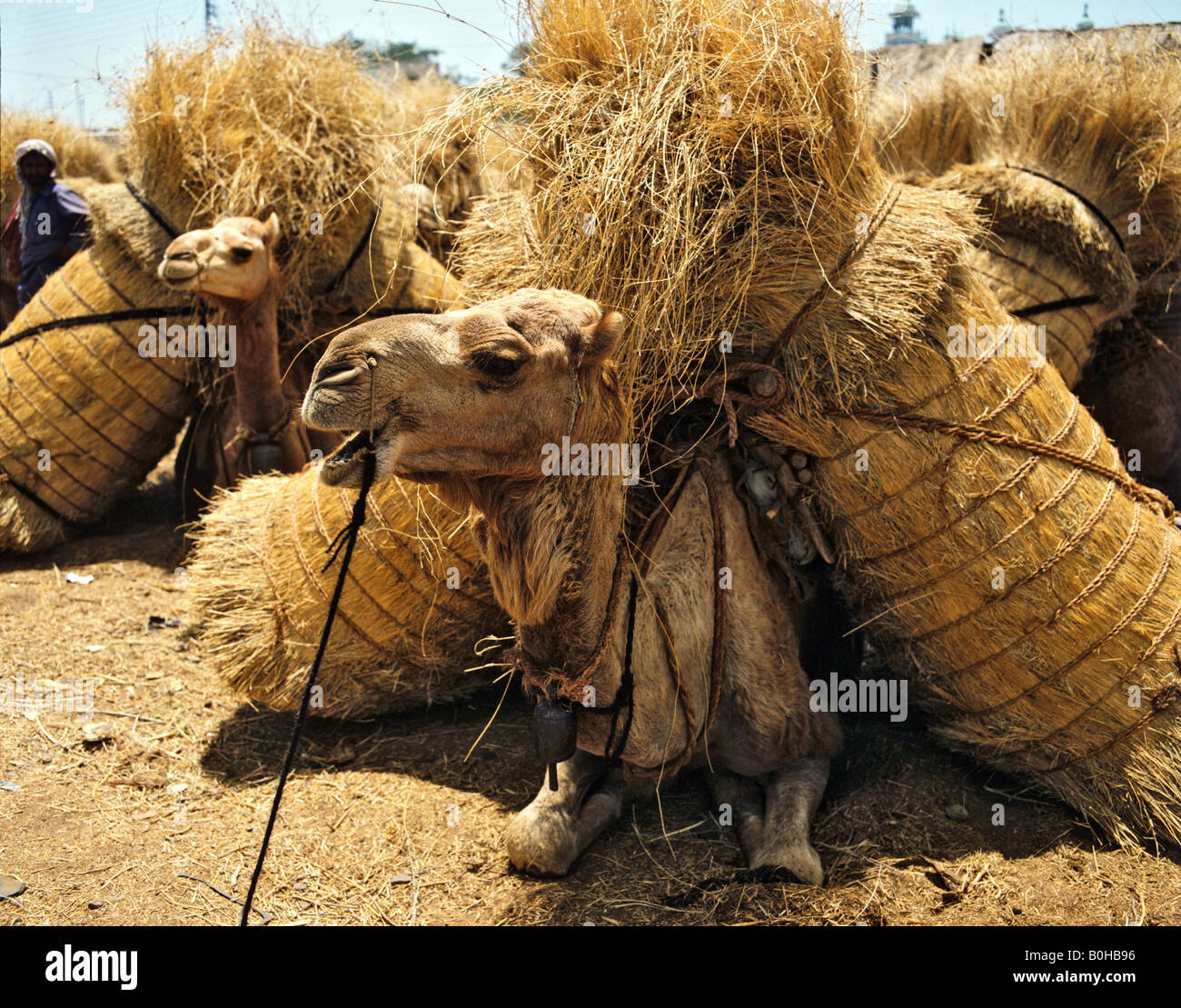 Kamele Dromedar (Camelus Dromedarius) geladen mit Heu, Karachi, Pakistan Stockfoto