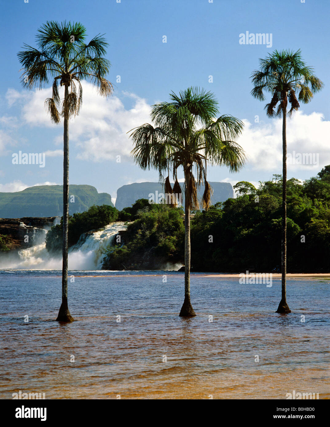 Lagune von Canaima, drei Palmen, Tafelberge, Wasserfälle von Canaima, Kamarakotos, Venezuela, Südamerika Stockfoto