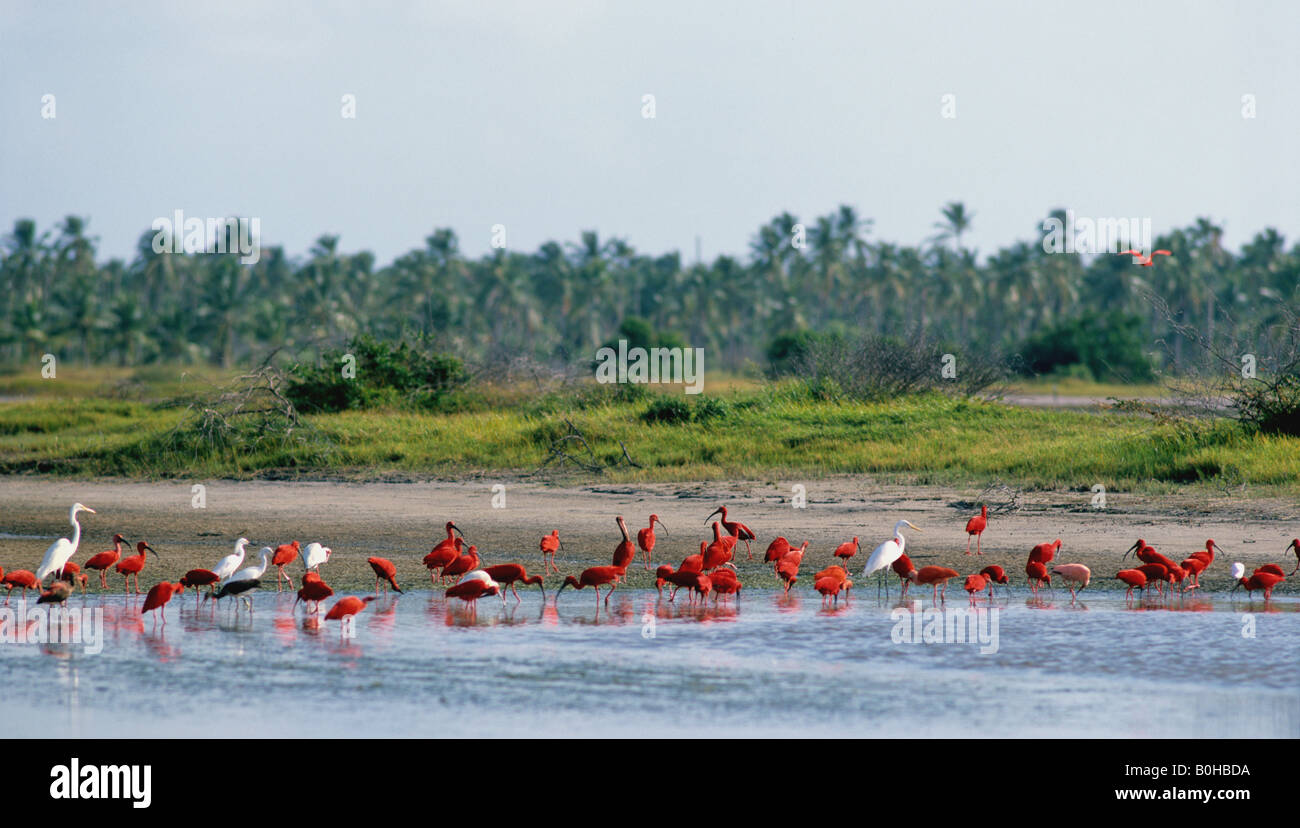 Flamingos (Phoenicopteriformes, Phoenicopteridae) entlang der Küste, Coro, Venezuela, Südamerika Stockfoto
