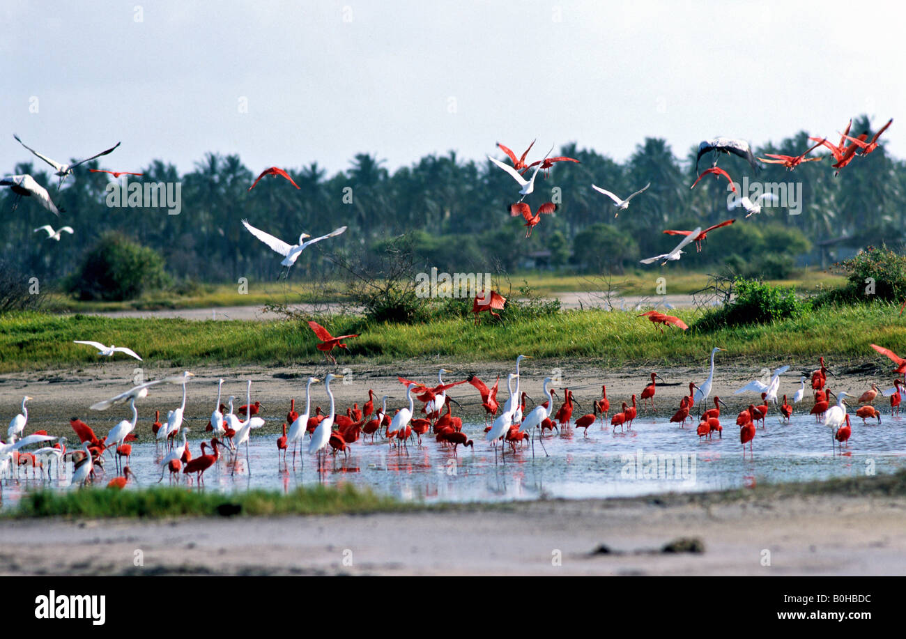 Flamingos (Phoenicopteriformes, Phoenicopteridae) entlang der Küste, Coro, Venezuela, Südamerika Stockfoto