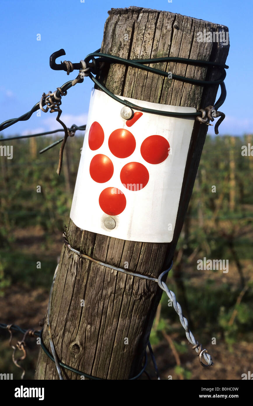 Melden Sie sich für eine Art von roten Trauben genannt Trollinger oder Vernatsch Weinberge entlang des Neckars auf einer alten hölzernen Zaunpfahl gebucht, Stockfoto