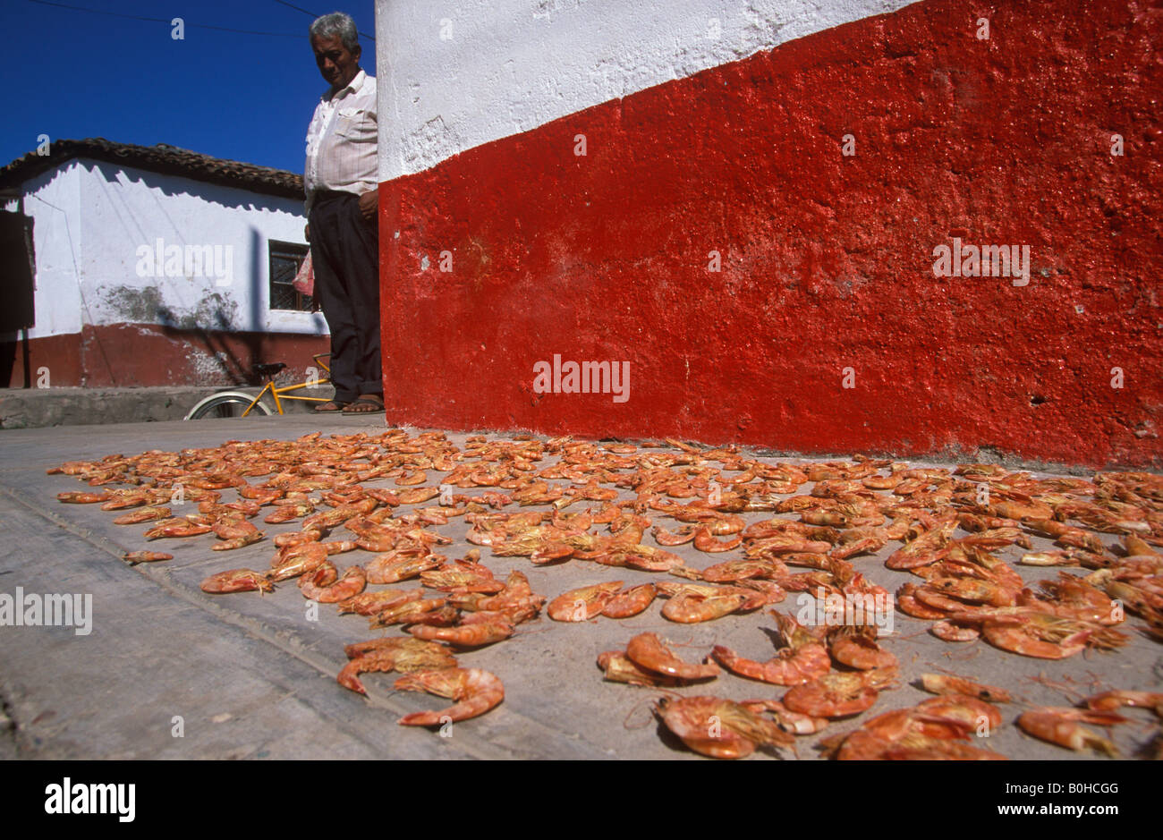 Camarones, Krabben angelegt, trocken, Mexcaltitan Insel, Nayarit, Mexiko Stockfoto