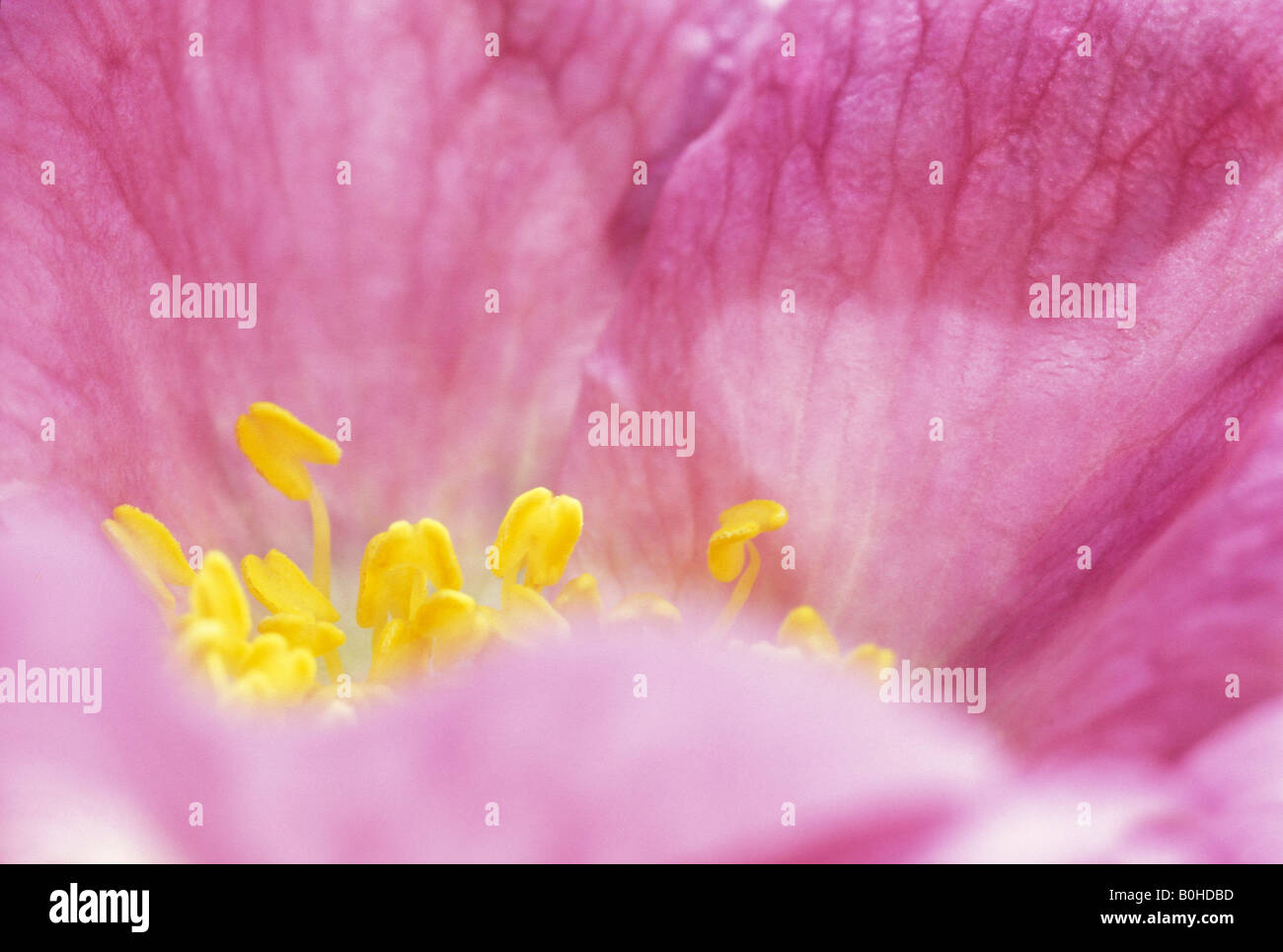 Closeup, Sweet Briar oder Eglantine Rose (Rosa Rubiginosa, Rosa Eglanteria) Blüte, Taubertal-Tal, Deutschland Stockfoto