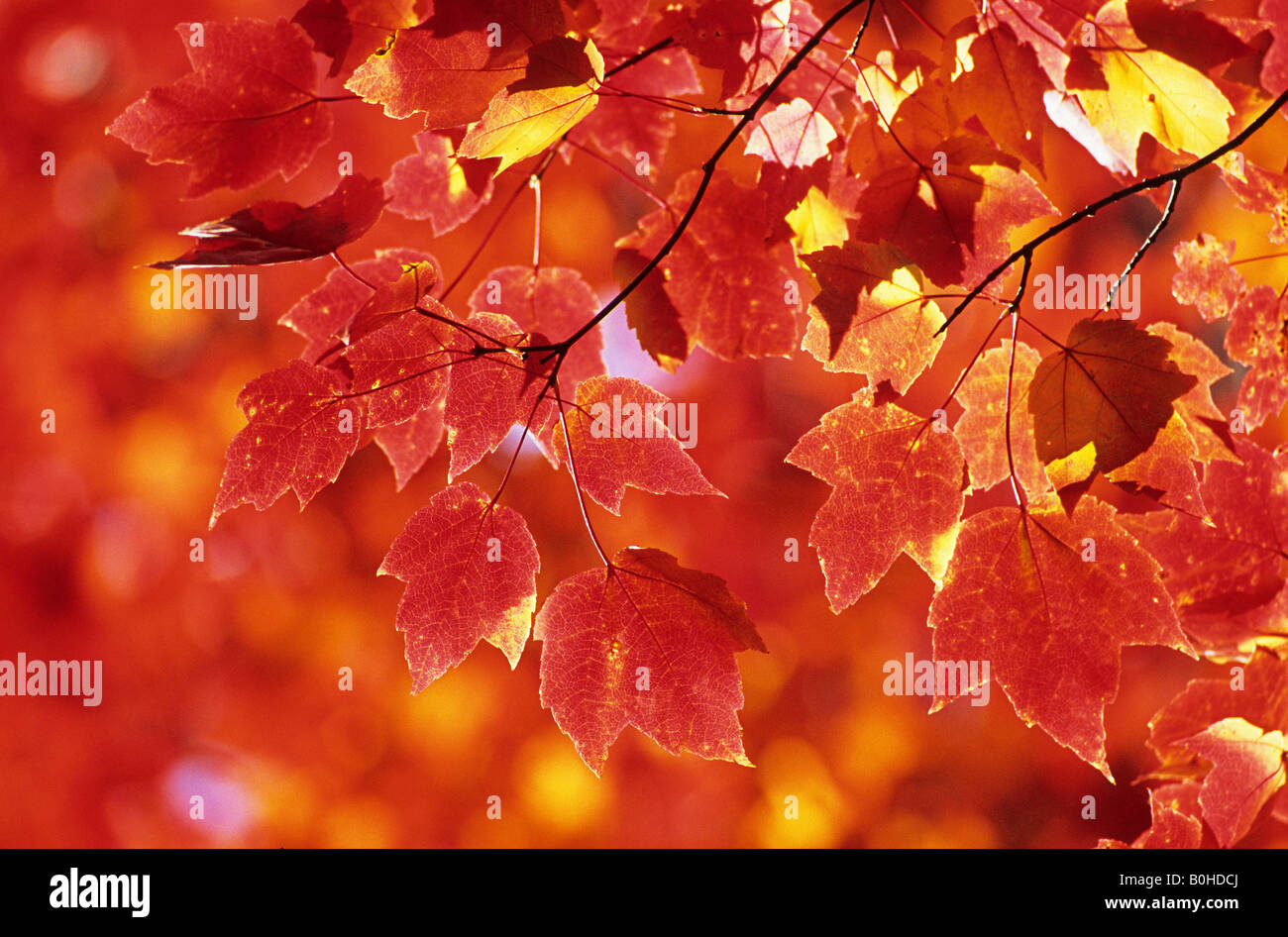Blätter der Zucker-Ahorn (Acer Saccharum), Herbstfärbung im Osten Kanadas im Indian Summer, La Mauricie National Park, Québec, Stockfoto