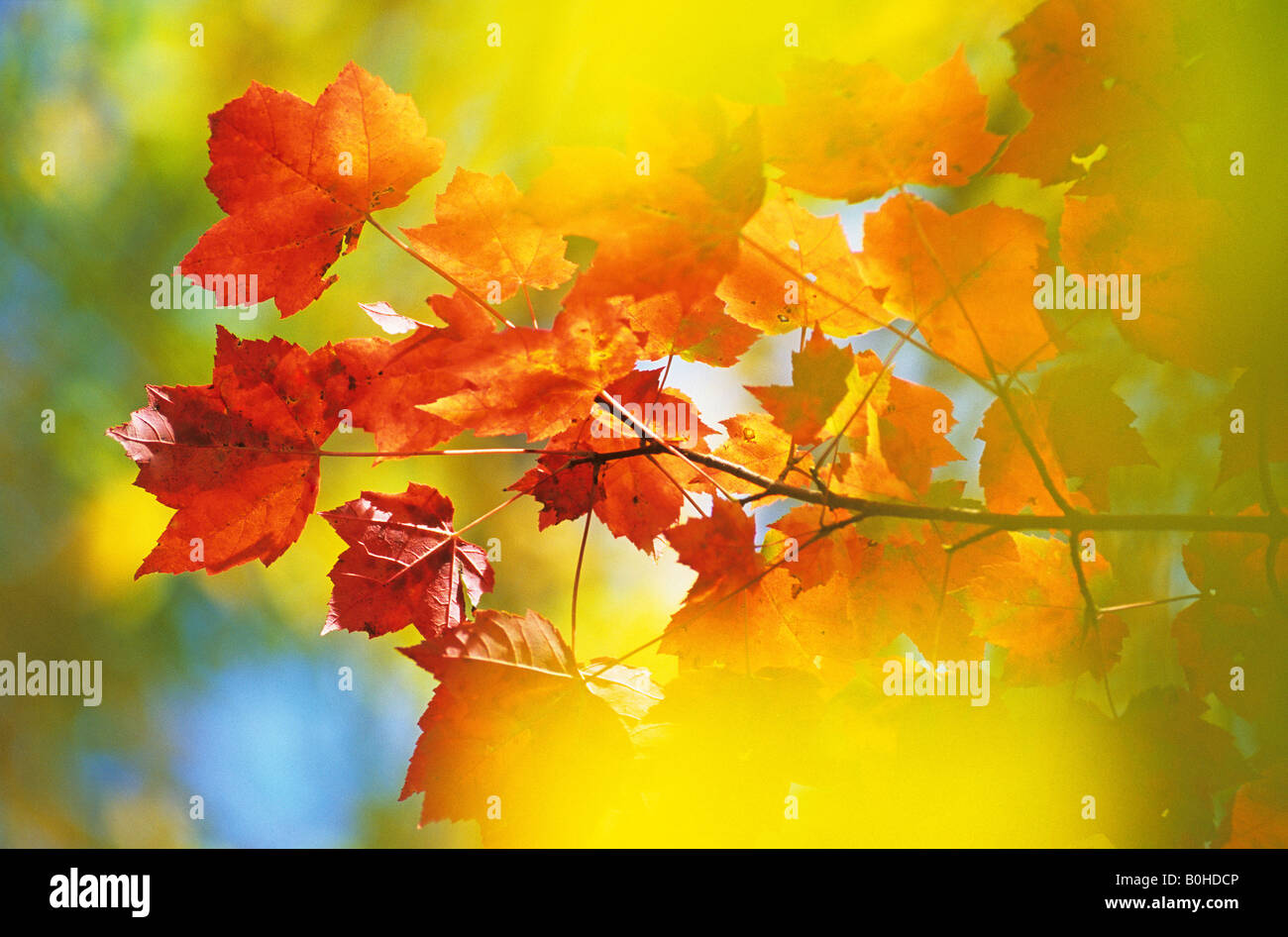 Blätter der Zucker-Ahorn (Acer Saccharum), Herbstfärbung im Osten Kanadas im Indian Summer, La Mauricie National Park, Québec, Stockfoto